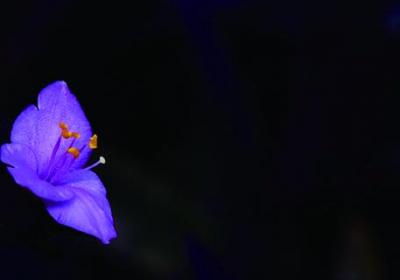 紫竹梅花期是什么时候,花开多久才谢