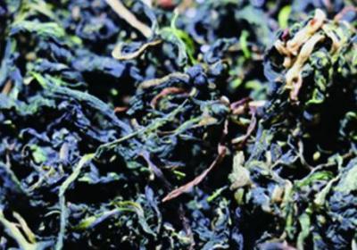 哪些人不能喝蒲公英茶,什么体质不能喝