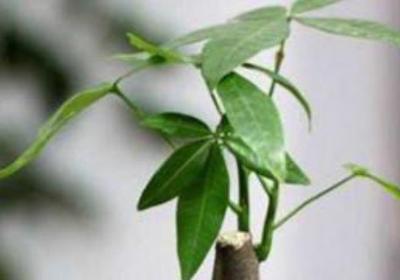 卧室适合放什么植物八种植物招财又旺宅
