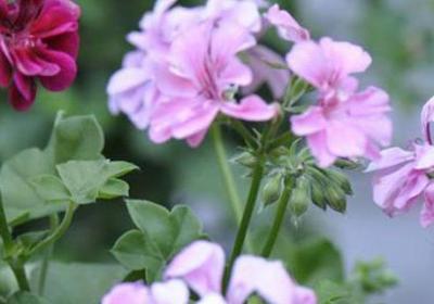 花期长好看又好养的花