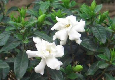 栀子花的花期,为什么不开花
