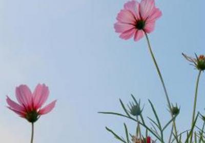 格桑花到底是什么花,花语和寓意是什么
