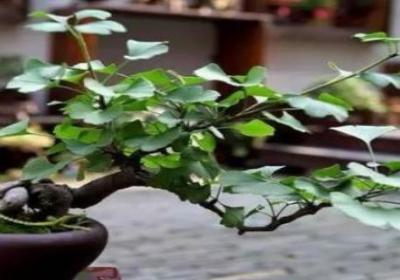 银杏种子的种植方法和时间