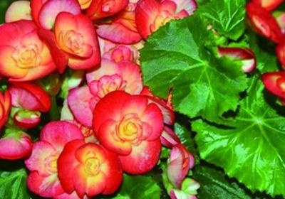 玫瑰海棠一年开几次花,花期如何养护