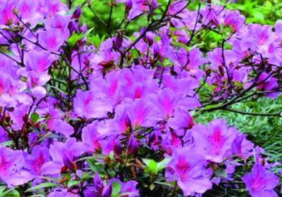 盆栽杜鹃花落叶怎么办,是什么原因
