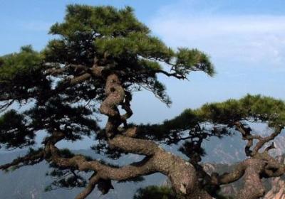 冬天的松树是什么样的,生长在什么地方