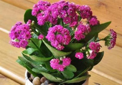 秋冬就养这种“花”,花期300天,加点“料”花苞再出长1倍