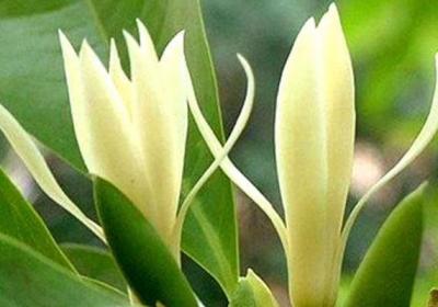 别光知道养吊兰！试试这1种“花”,花期长,开花整个院子香喷喷！