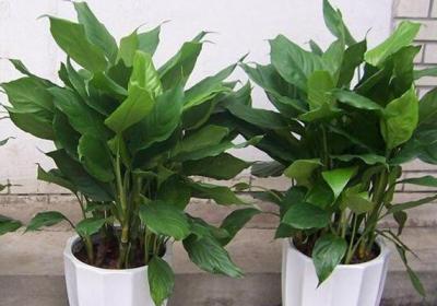让花长得壮的3种“重口味”肥料,洒1勺,植物叶子肥大绿油油！