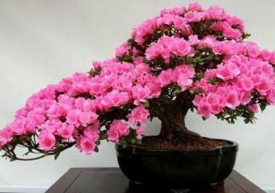 这“3种”花,适合养在家,花能开满枝,一活就是好几十年！