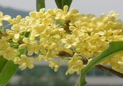 桂花几月开