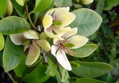 家里养这“3种”花,好养又好看,绝对不“撞花”
