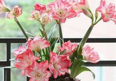 这种“花”,比绿萝好养,花比牡丹还好看,秋天最适合