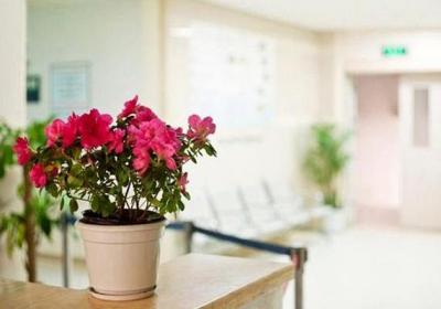 这3种花,沾点水就“疯长”,最适合懒人养！