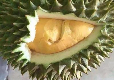 吃剩的榴莲核别扔,水里泡一泡,埋在土里疯长