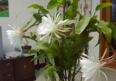 家门口的这种“花”,开花只开3个小时,很多人只听过没见过
