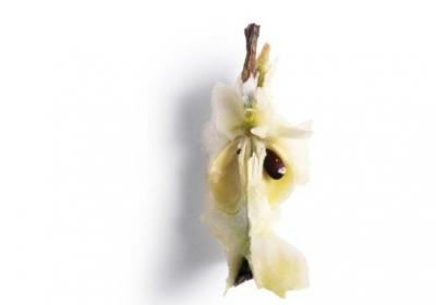 苹果,果汁,水果