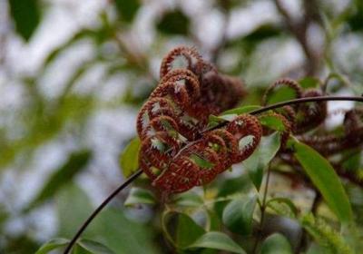 别看这种植物“丑”,市场上都抢不着,营养比燕窝还高！