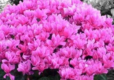 秋冬也想“花满盆”？那就养这“3种”,天气冷也能开花旺！