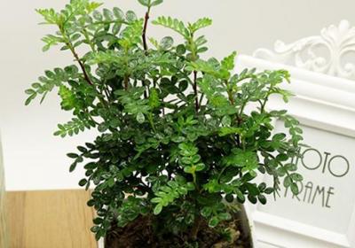 这种植株最适合“懒人”养,1个月下来浇点水,长满盆不说还满屋清香！