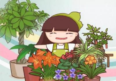 生活不如意的时候,就养盆花草吧！