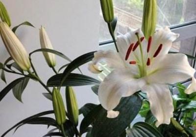 百合长什么样
