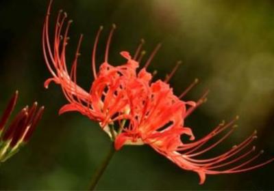 彼岸花是什么花