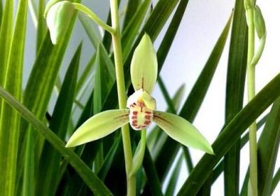 兰花什么季节施肥最好