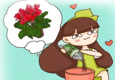 长寿君子兰...秋天加点它,叶子肥的直流油,花苞开的止不住！