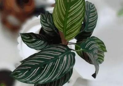 这花比绿萝吊兰好看100倍,一年到头不凋谢,大神现在都在养！