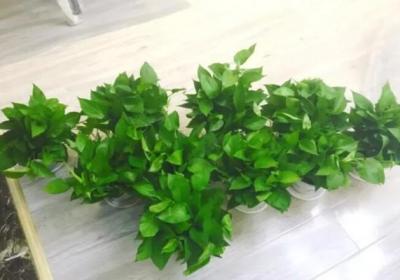 甲醛能潜伏15年,赶紧放盆吸毒花,全家老小都受益！