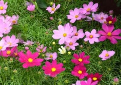 大波斯菊和格桑花区别