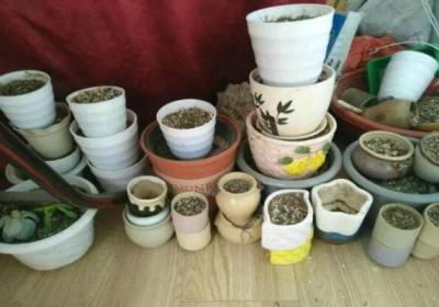 致这个夏天,被我们养死的花,养花坑里还要再跳100回！