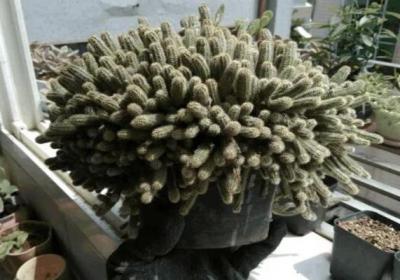 她家花盆里长了毛毛虫,掐根枝就活,1个月爆满大缸！