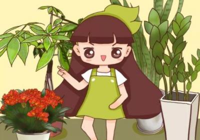 这些“有钱花”,多贵都要养1盆,别等破财的时候才想起来！