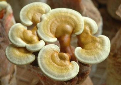灵芝,中药,补品,药材