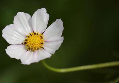 茼蒿花和格桑花的区别