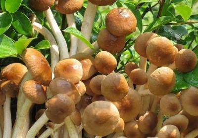 茶树菇,蘑菇,杏鲍菇,金针菇