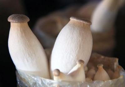 杏鲍菇,蘑菇,金针菇,香菇