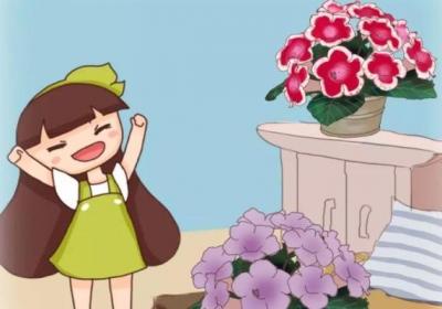这花没太阳也能一年四季开,摘个叶就能养出一大片！