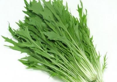 苦菜,生吃,野菜,中毒