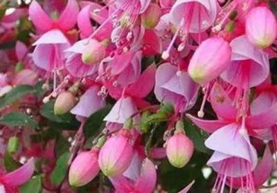 倒挂金钟一年开几次花