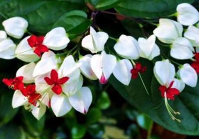 龙吐珠一年开几次花