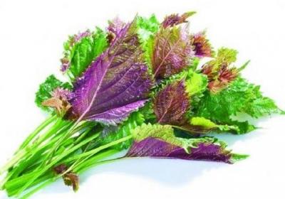 紫苏叶,蔬菜,喝茶,中医