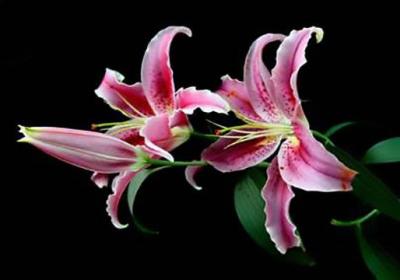 香水百合一年开几次花