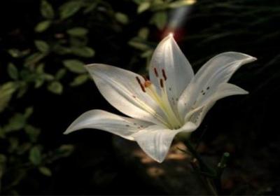百合花什么季节开花
