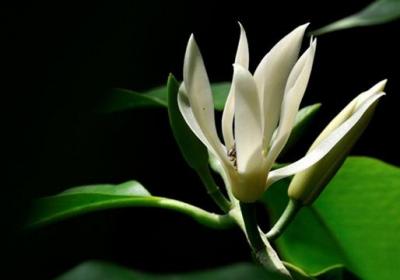 白兰花室内养殖方法