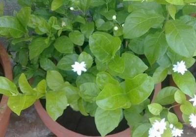 茉莉花的养护技巧与繁殖方法