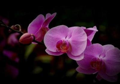 蝴蝶兰一年开几次花