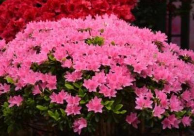 杜鹃花花期